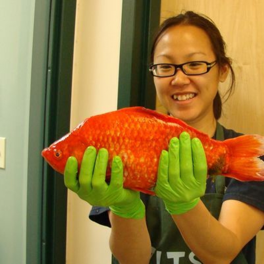 Giant goldfish found in Lake Tahoe