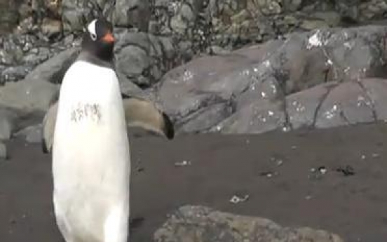 Penguin makes stepping stone of seal