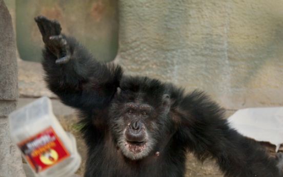 Chimpanzee meat on sale in Britain’s restaurants and markets