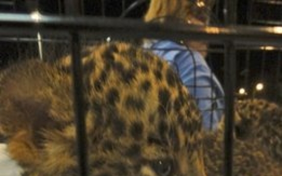 Baby leopards, bear found in bags at Thai airport