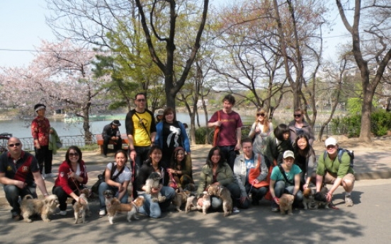 Walking dogs in Daegu