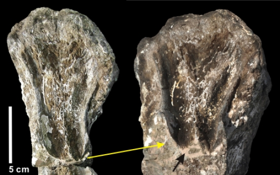 Longest carnivorous dinosaur tooth-marks found in Hadong