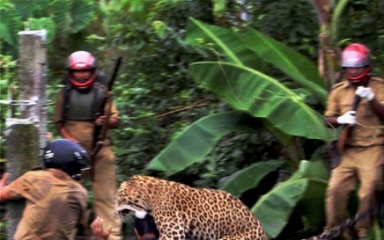 Leopard mauls 11 in fierce fight at Indian village