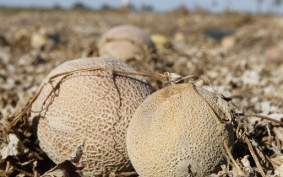 Cantaloupe outbreak kills at least 16 in United States