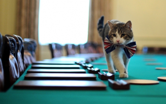 Downing Street defends catnapping 'mouser-in-chief'