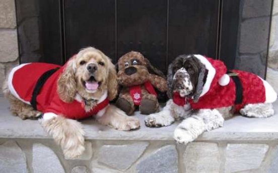 For pet-owners, holiday plans revolve around pets