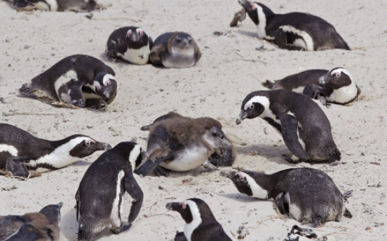 Same-sex penguin pair find female partners
