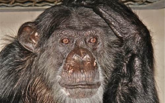 Chimp from 1930s Tarzan films dead at 80