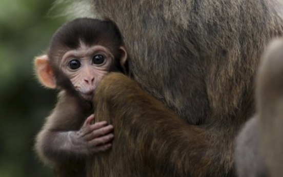 First mixed-embryo monkeys are born in US