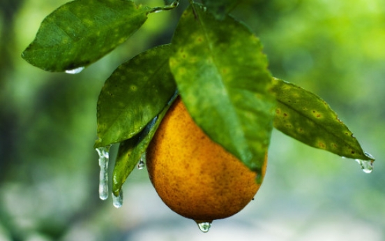 US steps up testing for fungicide in orange juice