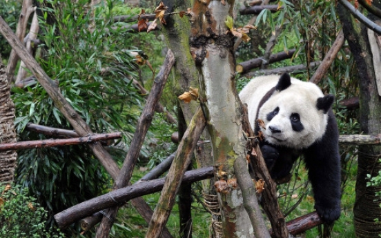 6 pandas amble toward freedom in China preserve