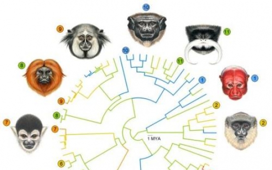 Why faces of primates differ dramatically from one another?