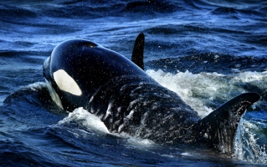 New Zealand man battles killer whale on fishing trip