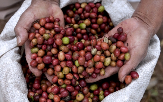 Weight loss in a pill contains coffee bean