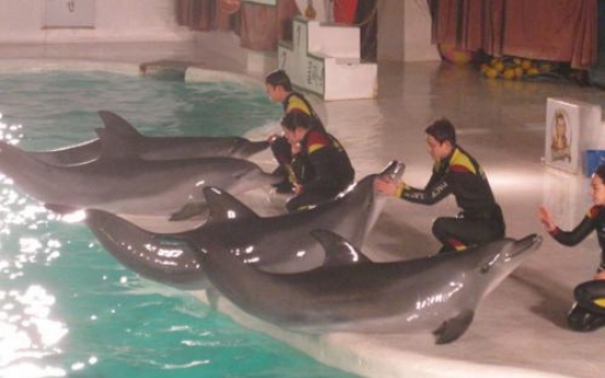 Ruling puts dolphin show limbo