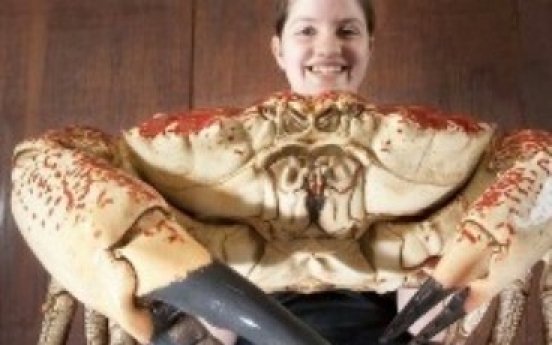 Giant crab to be on display at British aquarium