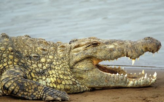 Ancient crocodile may have dined on humans