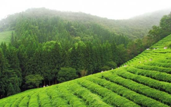 Sip, celebrate, and learn: Ways to enjoy Korean green tea