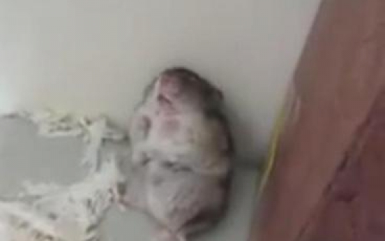 Viewers accuse hamster footage of animal abuse