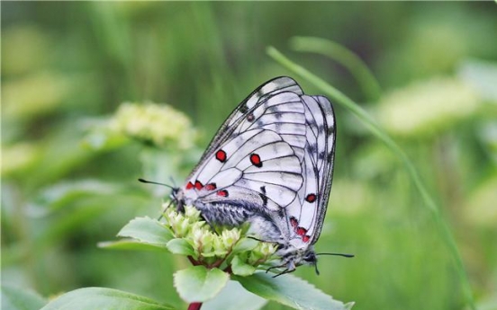 Rare butterfly to be reintroduced