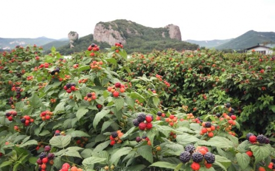 Gochang invites tourists to enjoy health, beauty benefits of bokbunja fruit