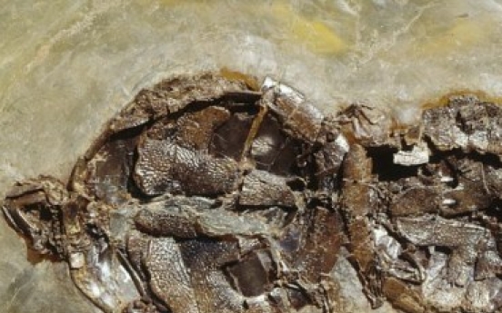 Scientists find turtles fossilized while mating