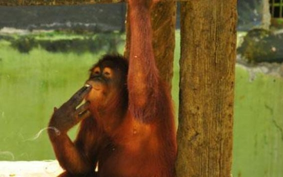 Zoo wants orangutan to quit smoking