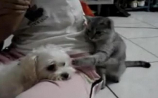 Kitty’s surprise attack goes viral