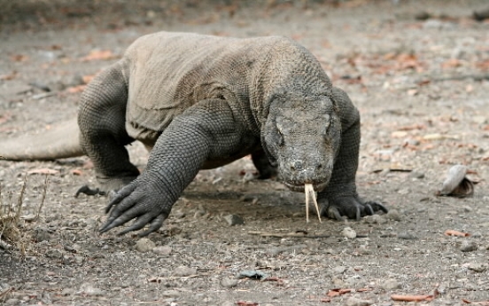 6-foot lizard loose in Colorado