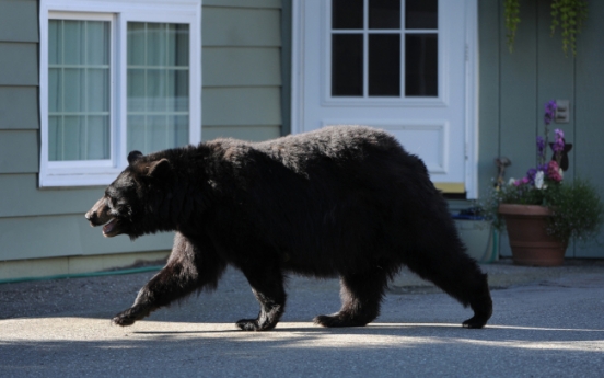 Bear spotted in Pittsburgh mall