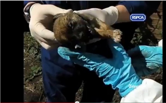 Video of pulling out buried-alive puppies released