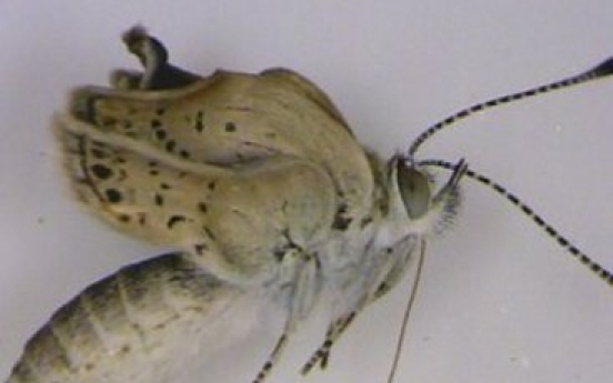 Mutations found in Fukushima butterflies