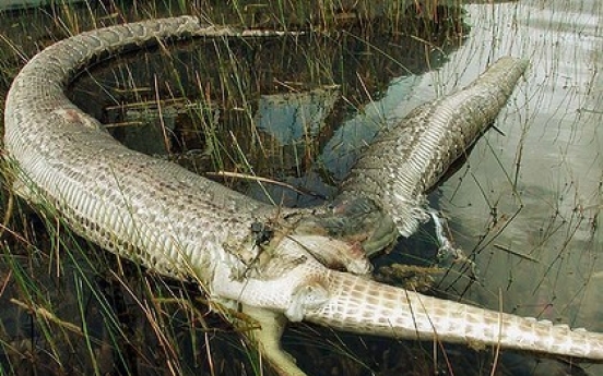 Giant pregnant Burmese python caught in Florida