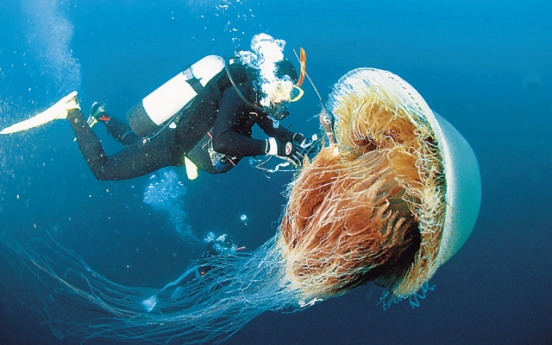 Jellyfish scare spreads along the coast