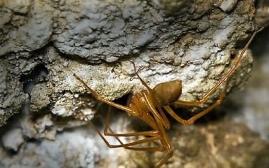 New spider family found in U.S. caves