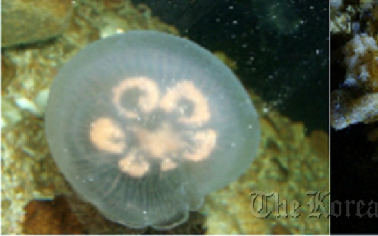 Scientists seek beneficial uses for jellyfish