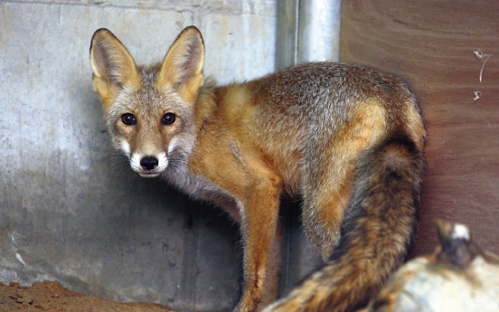 Red foxes to be released into wild