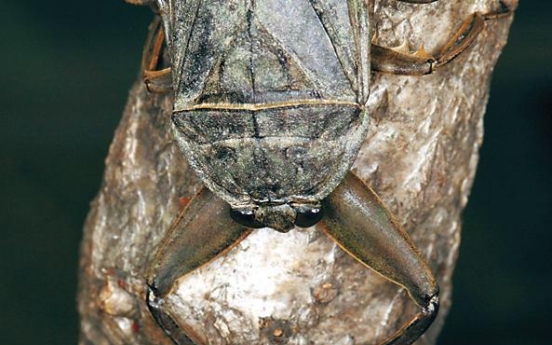 Giant water bugs: predators in the pond