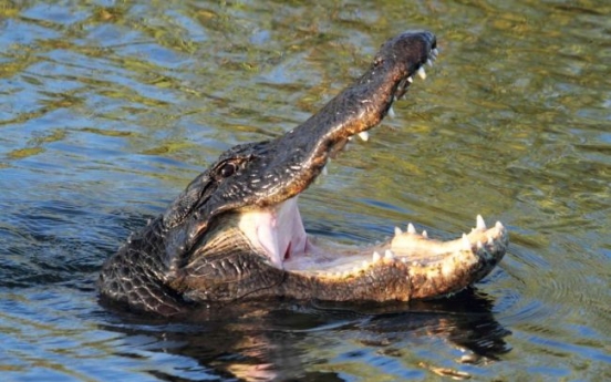 Alligator wanders through Kansas streets