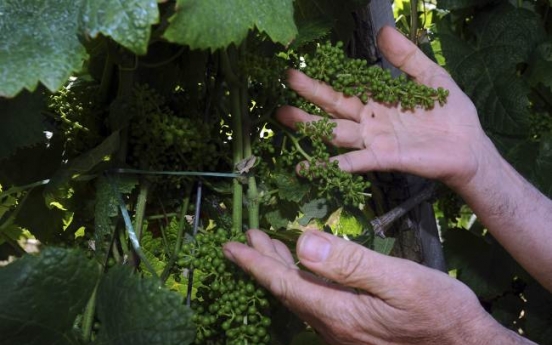 Topsy-turvy weather frustrates winemakers