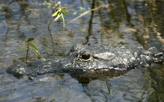 Woman kills 12-foot gator in S.C.