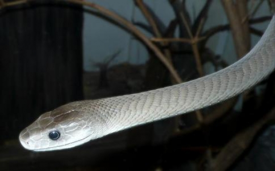 Deadly snake venom may make painkiller