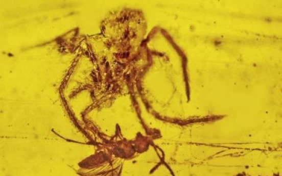 Prehistoric spider attack frozen in time