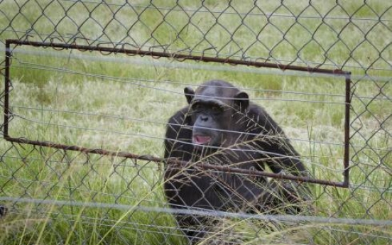 Chimps said attacking humans in Africa