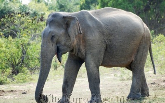 Woman critical after elephant attack at Sydney zoo