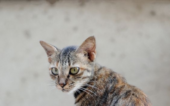 Ancient Roman catacomb found -- by a cat