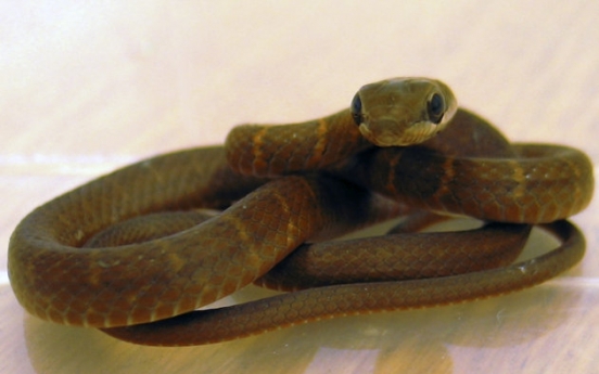 Snake on a plane! Glasgow airport gets a surprise