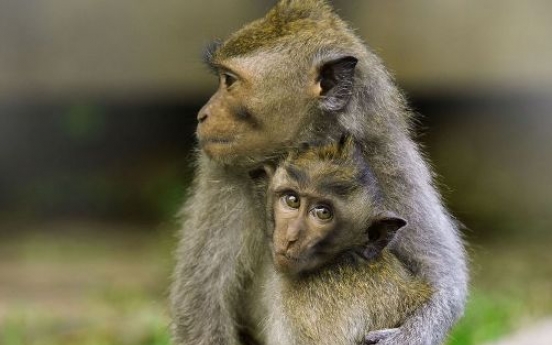 Simian sex: Monkey seen, monkey doesn't