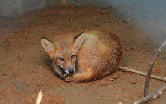 Foxes released into wild on Sobaeksan