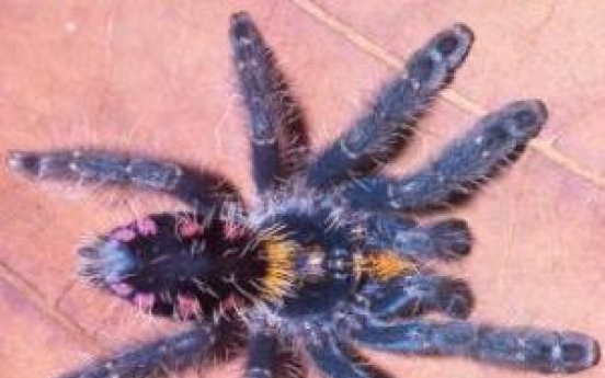 New tree-dwelling tarantulas described